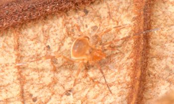 Media type: image;   Invertebrate Zoology 136540